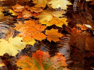 puddle, autumn, Leaf