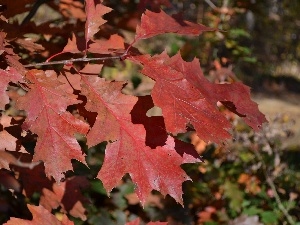 Autumn, Leaf, Red Oak