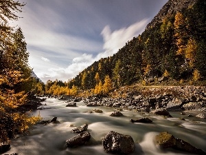 autumn, forest, River, Stones