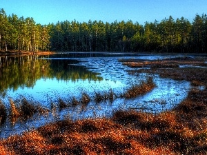 autumn, grass, River, forest