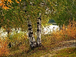autumn, Leaf, River, birch