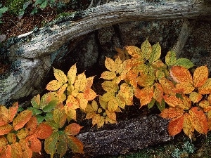 Autumn, Leaf, scarp, trees