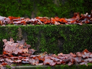 autumn, Moss, Stairs, Leaf