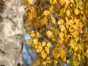 autumn, birch, Yellow, Leaf