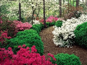color, Azaleas, Garden