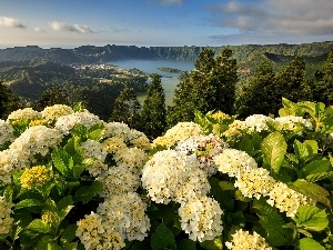 Azores, lake, hydrangeas, Portugal, Mountains