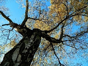 azure, Leaf, autumn, Heaven, birch-tree