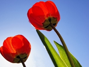 azure, Tulips, Two cars, Heaven, Red