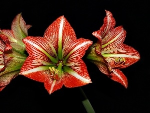 background, Black, amaryllis, Red