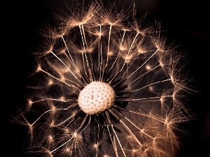 Black, background, dandelion