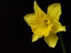 Black, background, jonquil