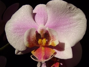 Black, background, orchid