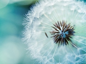 Blue, background, dandelion