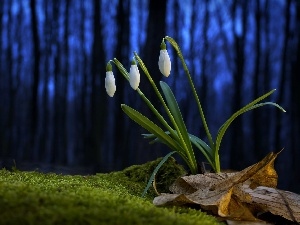 Blue, background, snowdrops