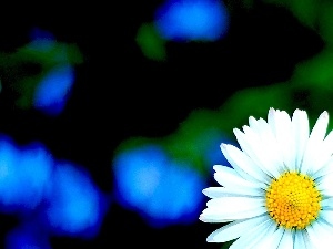 blurry, background, daisy