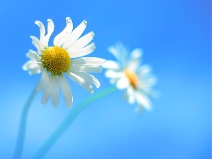 background, Blue, chamomile, Flowers
