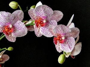background, Black, dappled, orchid