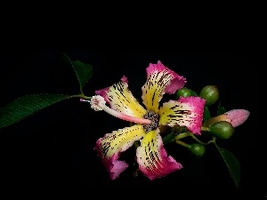 background, Black, Flowers, hibiskus