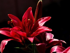 background, Black, red hot, Lily