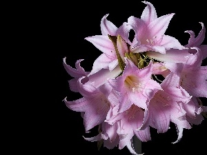 background, Black, Pink, amaryllis