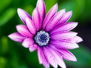 background, green ones, Pink, daisy