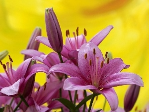 background, Yellow, purple, lilies