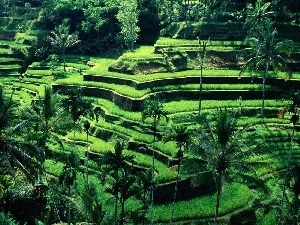 cultivated, Bali, Terraces