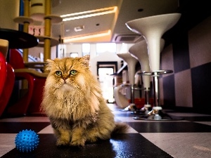 Ball, cat