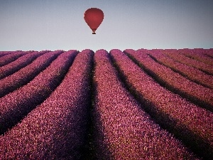 Balloon, lavender