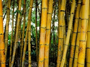 bamboo