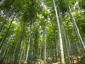 bamboo, forest