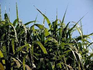 bamboo, nature