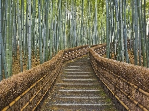 bamboo, viewes, forest, Stairs, trees