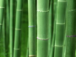 bamboo, stems