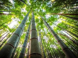 bamboo, vertices, trees, viewes