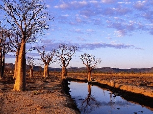 Baobab, viewes, River, trees