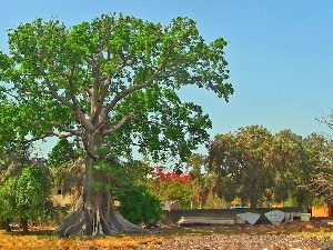 Baobab