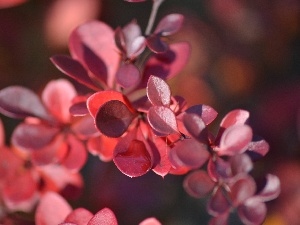 Leaf, barberry, Red