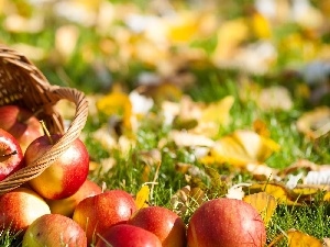 basket, apples