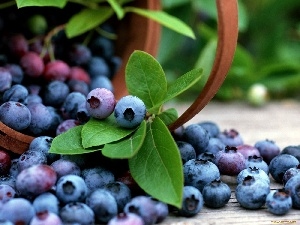 basket, blueberries