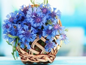 cornflowers, basket, bouquet