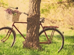 basket, grass, Bike, Flowers, trees