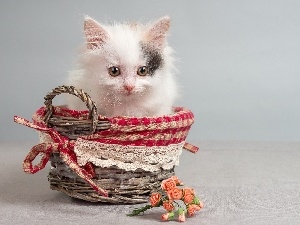kitten, basket, Little