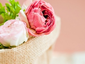 Peonies, basket, color