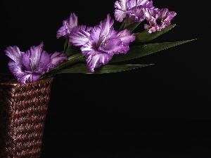 basket, wicker, Violet, gladiolus