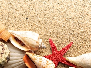 Shells, Beaches, color