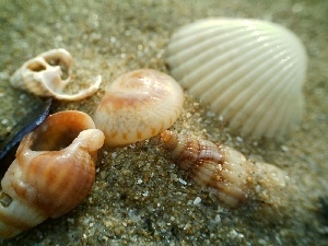 Beaches, Shells