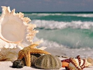 star, Beaches, Shells