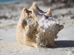Beaches, Grand Turk, shell