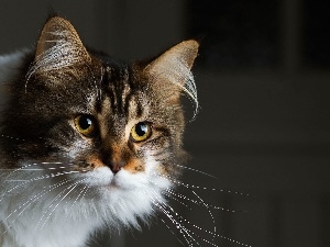 Beatyfull, Maine Coon, cat